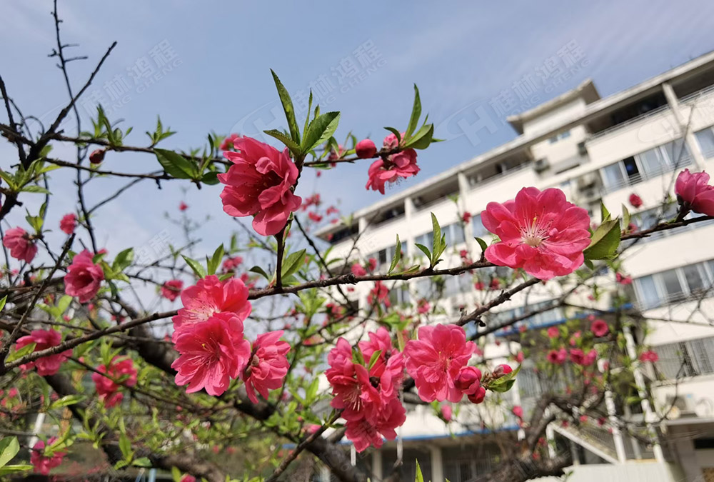 桂林鴻程花團(tuán)錦簇，滿園春色，邀您一起共賞春景，共商大計(jì)！